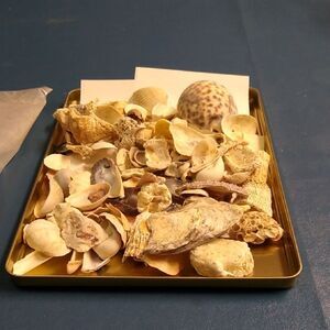 Assorted Seashell Collection each Seashore Nautical Cottagecore